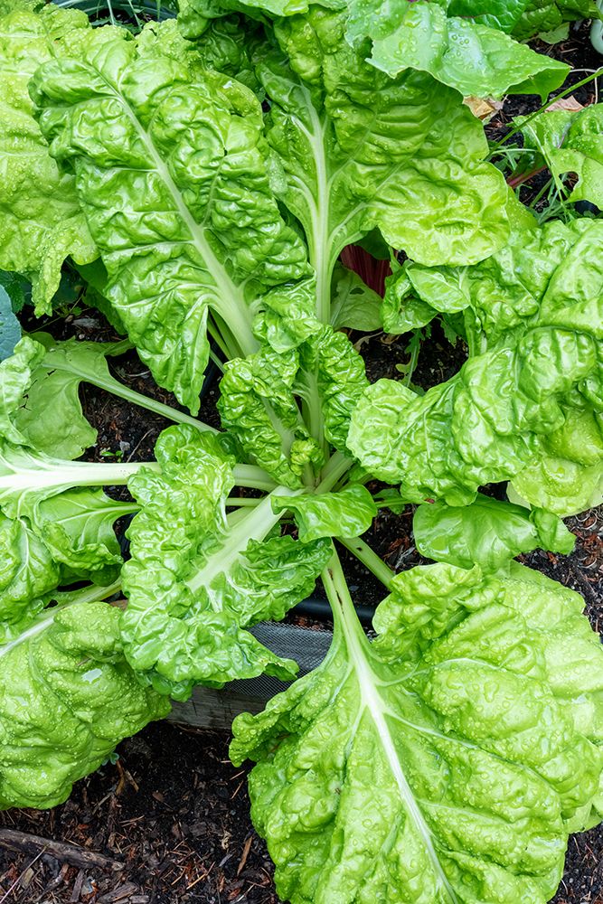 Issaquah- Washington State- USA. Fordhook giant Swiss chard plant